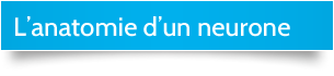 L'anatomie d'un neurone
