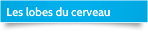 Les lobes du cerveau